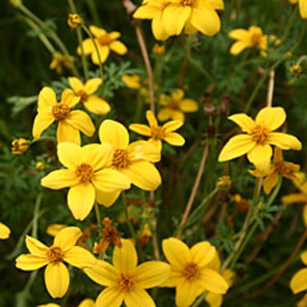 Bidens #1