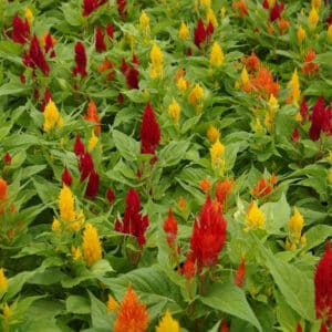 Celosia #1