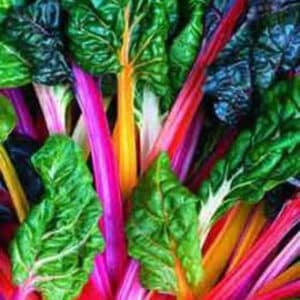 Swiss Chard #1
