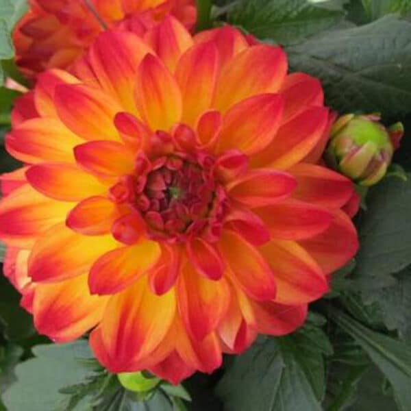 Dahlia #1