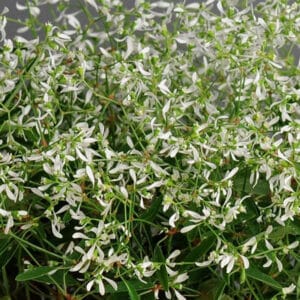 Euphorbia 4"