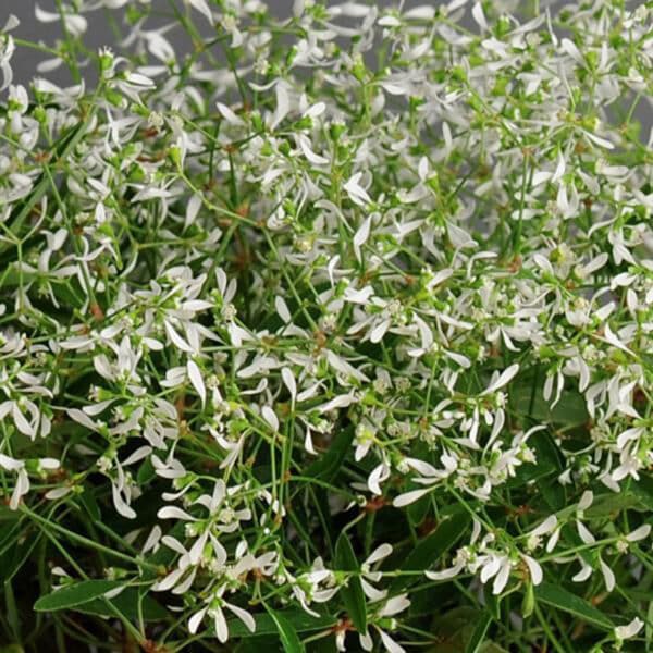 Euphorbia 4"