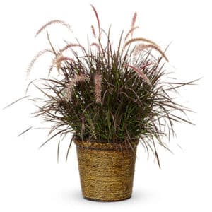 Purple Fountain Grass #1