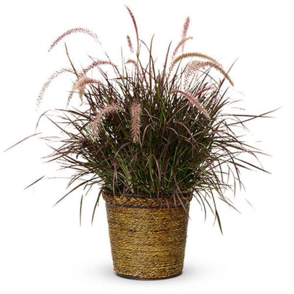 Purple Fountain Grass #5