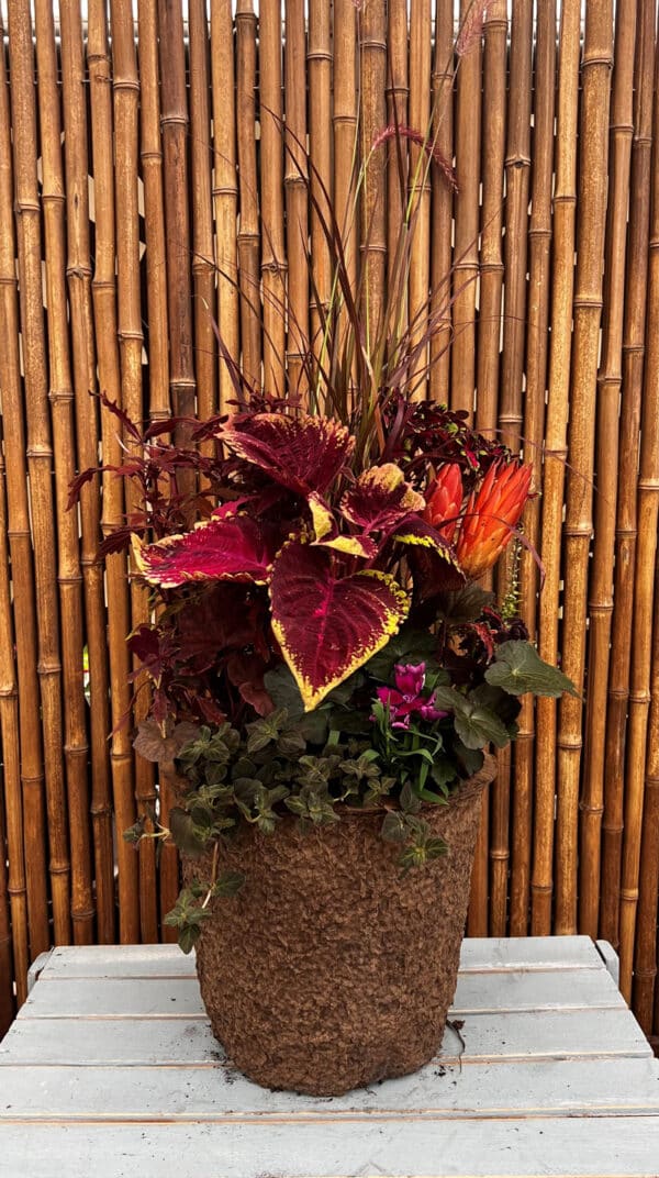 Grab and Go Fall $99.99 - Image 2