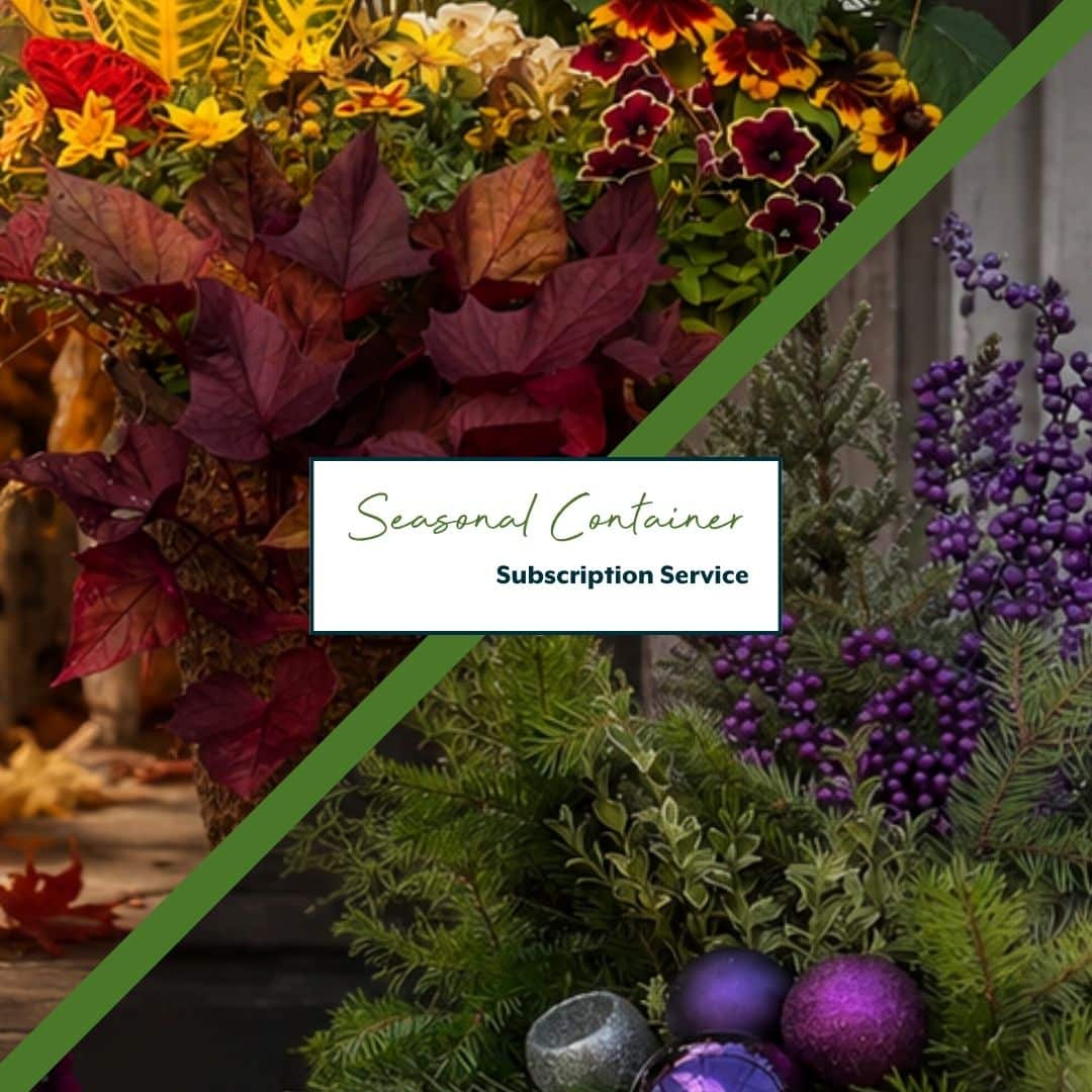 Seasonal Container Subscription Medium - 2 Seasons
