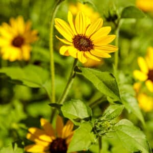 Helianthus #1