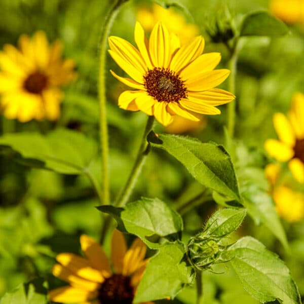Helianthus #1