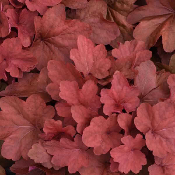 Heuchera 4"