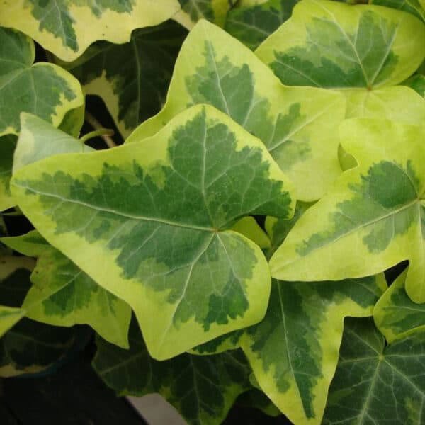 Ivy 4" English