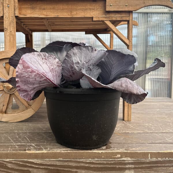 Kale Jumbo - Image 2