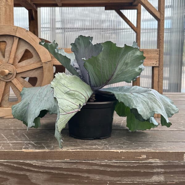 Kale Large - Image 2