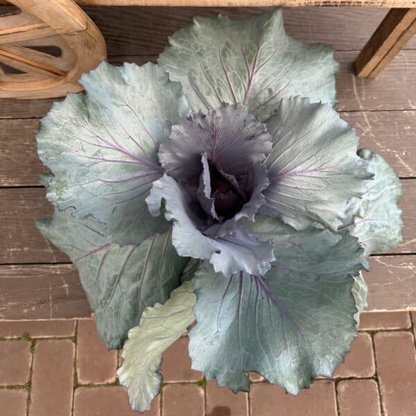 Kale Large