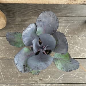 Kale Small