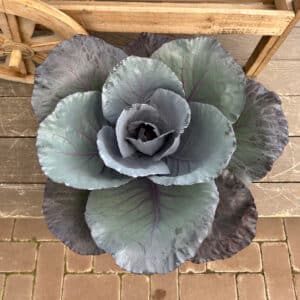 Kale Extra Large