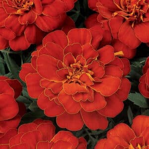 Marigold #1