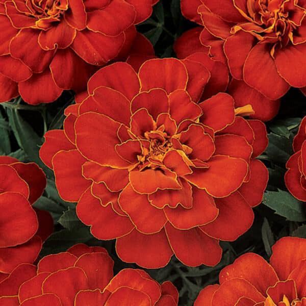 Marigold #1