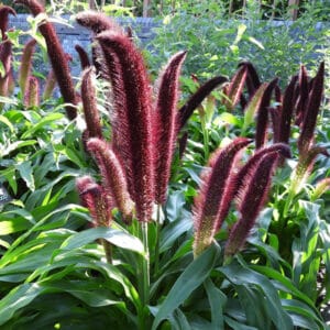 Millet/Orn Corn #1