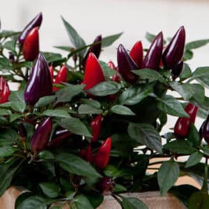 Pepper #1 Ornamental