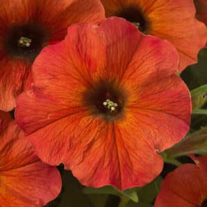 Petunia 10" Hanging Basket
