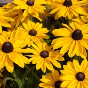 Rudbeckia #1