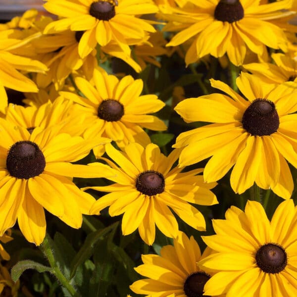 Rudbeckia #1
