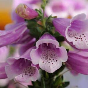 Foxglove - 6"pot