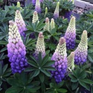Lupine - 8"pot