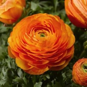 Ranunculus - 4"pot