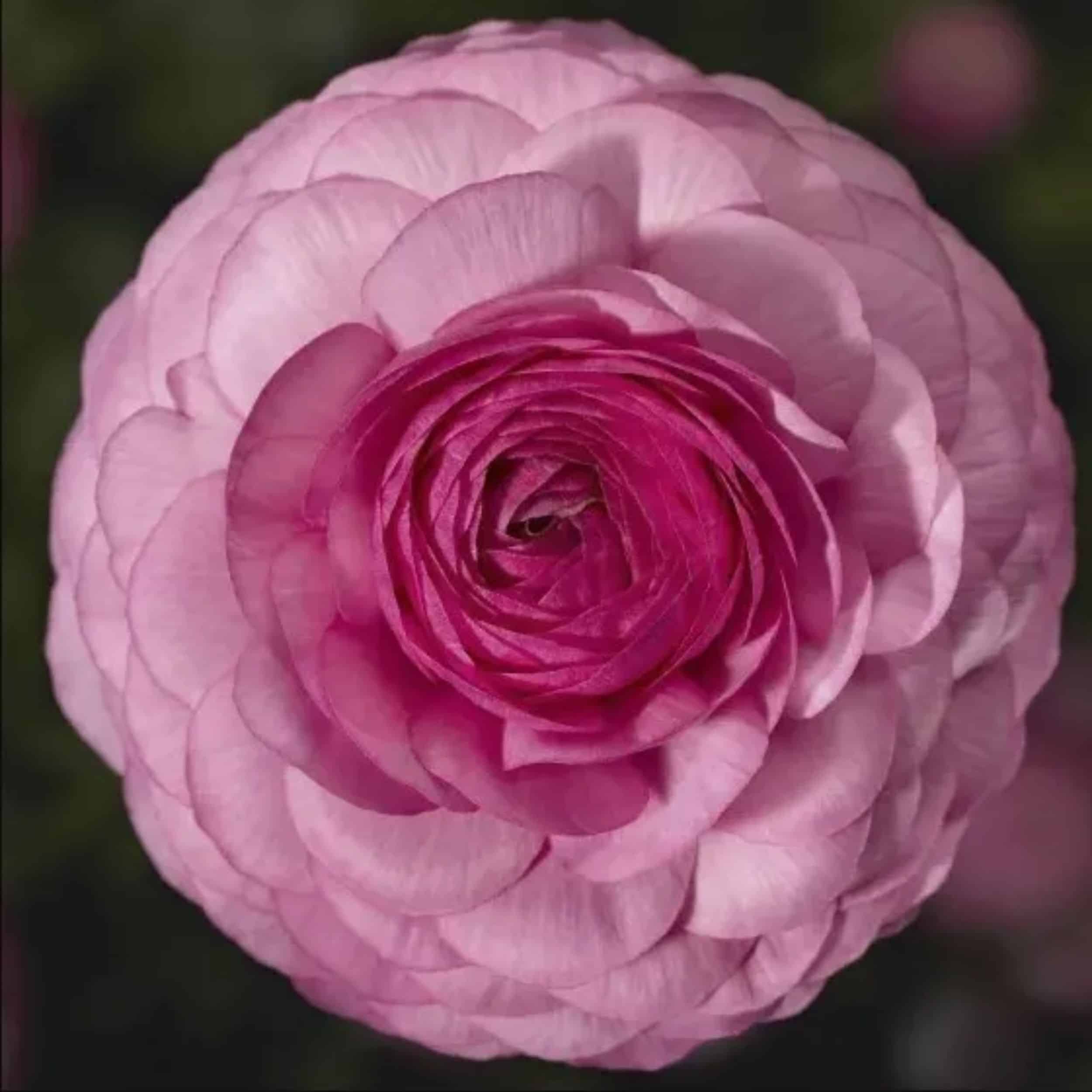 Ranunculus - 4"pot - Image 5