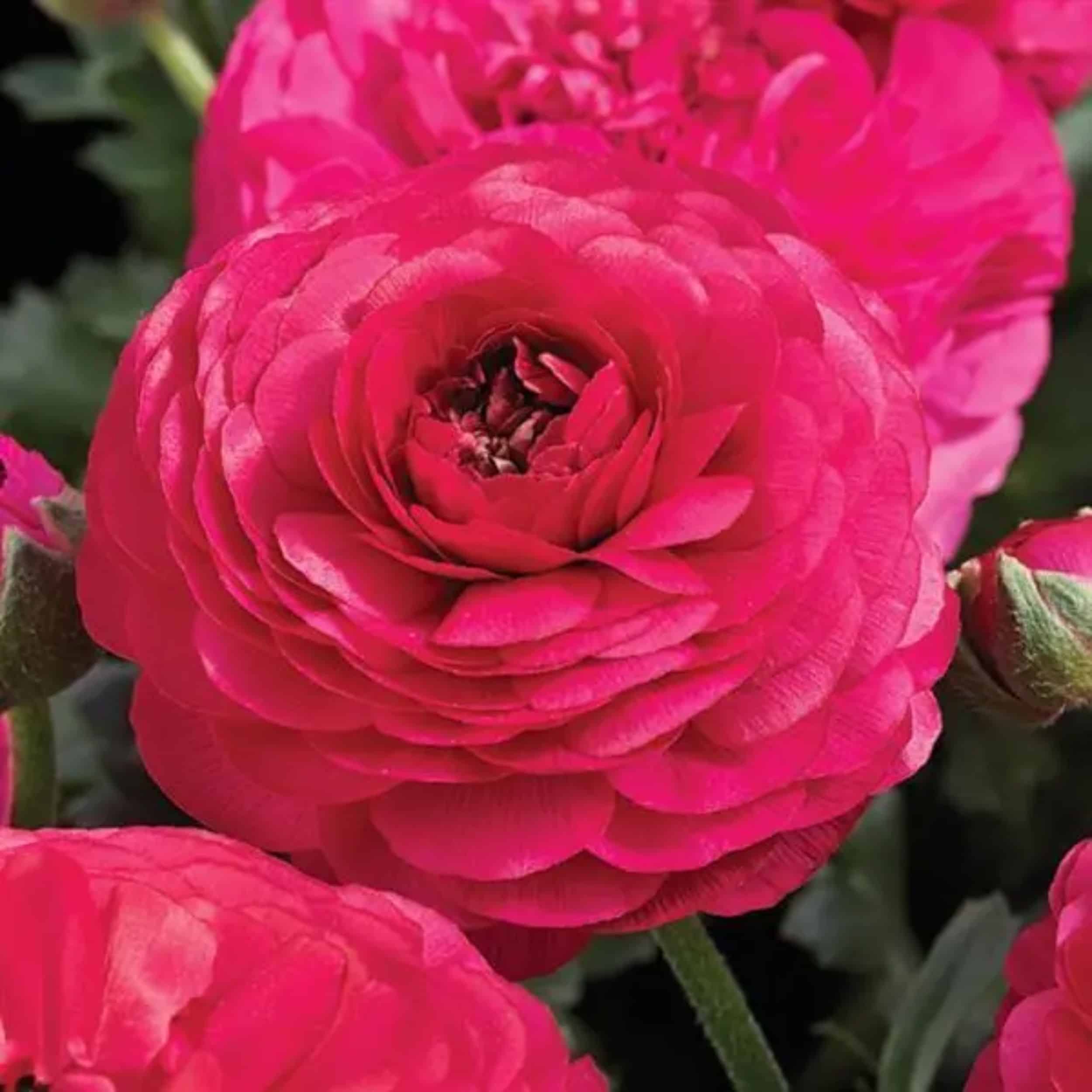 Ranunculus - 4"pot - Image 4