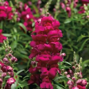 Annual 6" Snapdragon