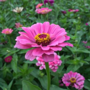 Zinnia #1