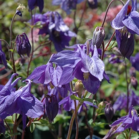 Alpine Columbine