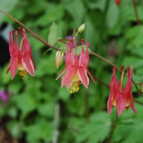 Canadian Columbine