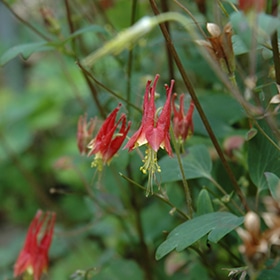 Little Lanterns' Columbine