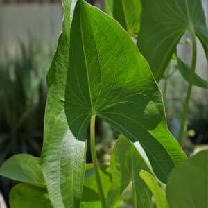 Arrowhead Broadleaf