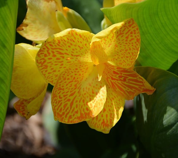 Canna Assorted 4" - Image 2