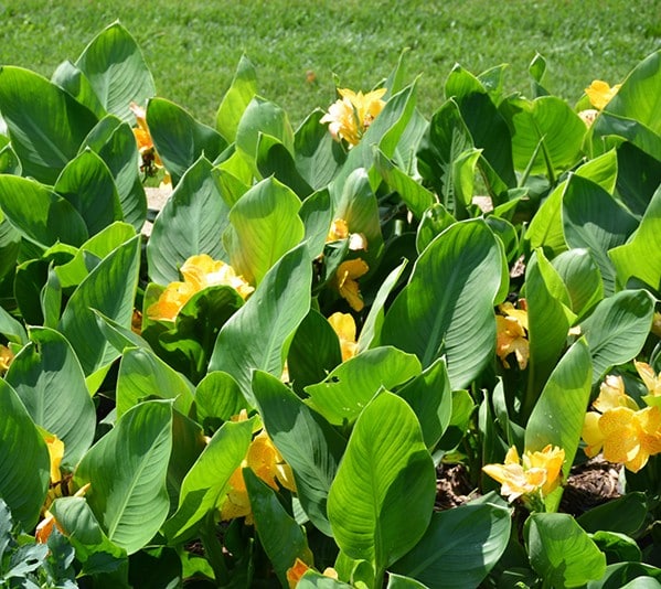 Canna Assorted 4" - Image 3