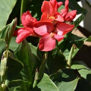 Canna Assorted 4"