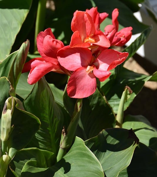Canna Assorted 4"