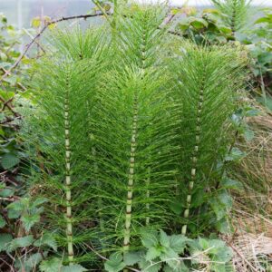 Horsetail Barred