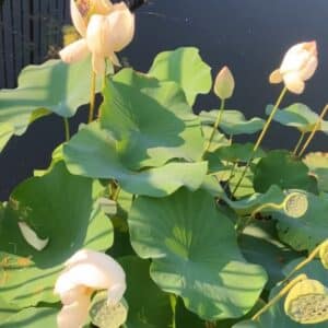 Lotus Rhyzhome Asst.