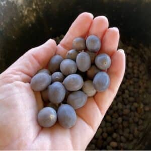 Lotus Seeds Asst. 5 ct.