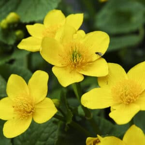 Marsh Marigold