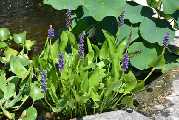 Pickerel Weed - Image 2