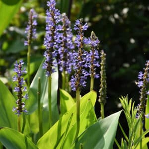 Pickerel Weed