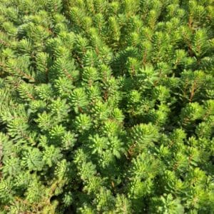 Submerged Bundle Asst.