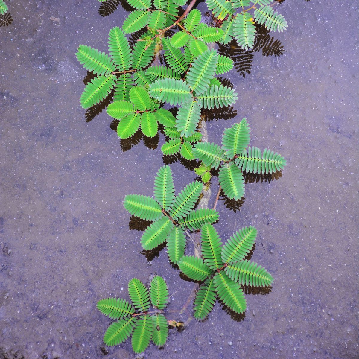 Sensitive Plant Assorted - Image 2