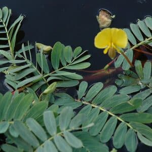 Sensitive Plant Assorted
